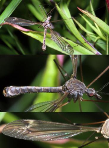 Réf. 327 317 : Tipula lateralis
